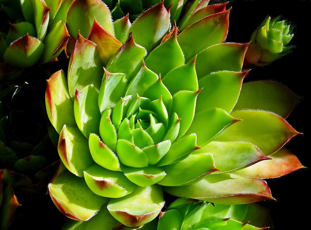 Examples of 'Zorionak' Messages for Different Occasions