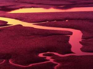 low tide in twilight chapter 73 release date