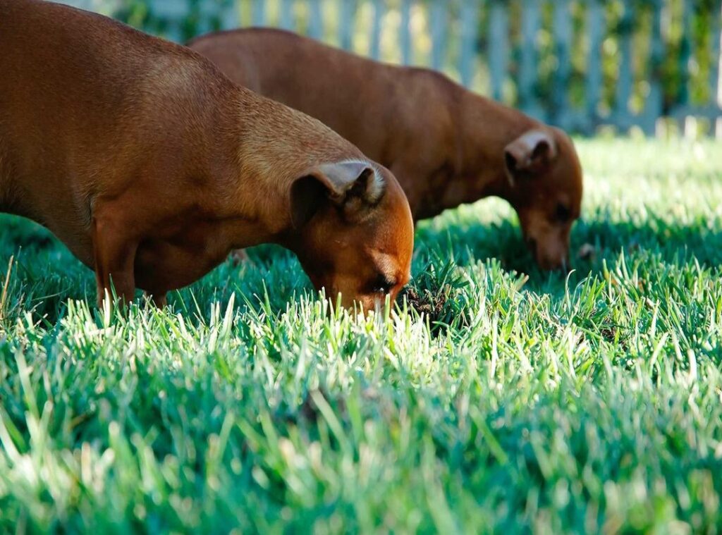 ronaldinho kleurplaat
